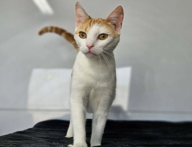 Fox szuka domu tymczasowego!