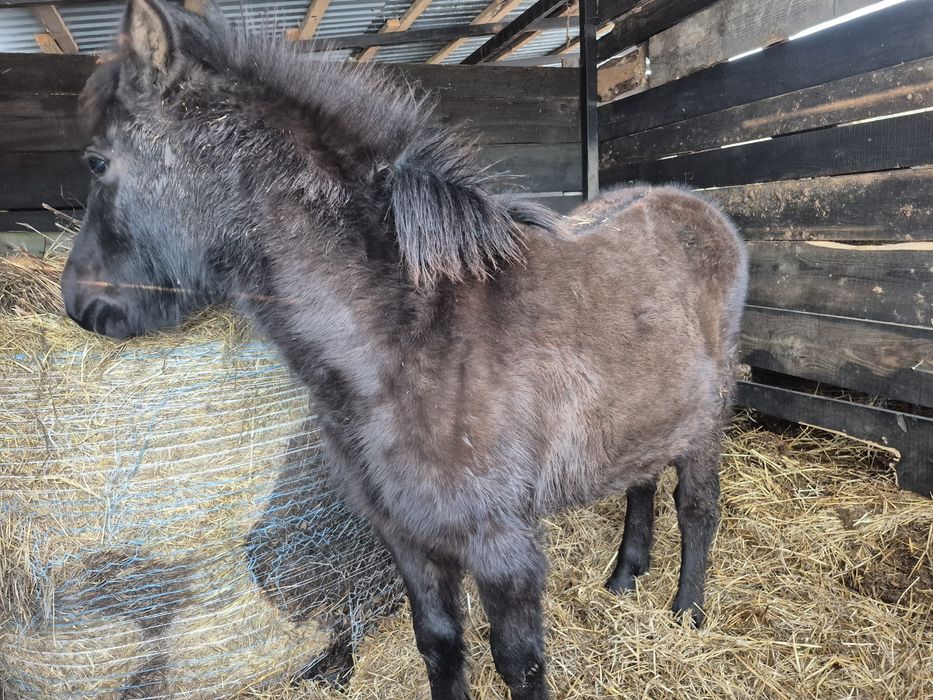 Sprzedam ogierka huculskiego