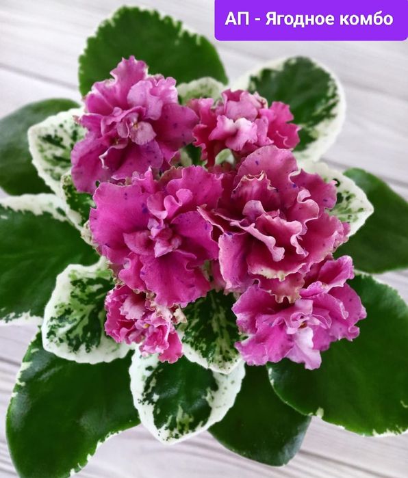 Фиалки детки, стартеры