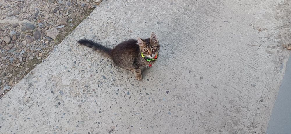 Шукає люблячу родину котик