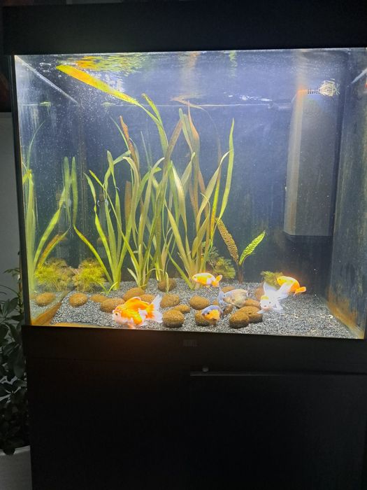 Akwarium juwel 200l zestaw