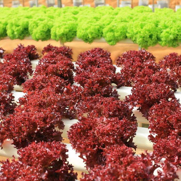 Hidroponia - Nutrientes Folhosas (Mix plantas) - Loja Oficial