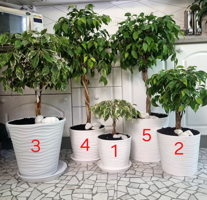 Дизайнерський фікус бонсай