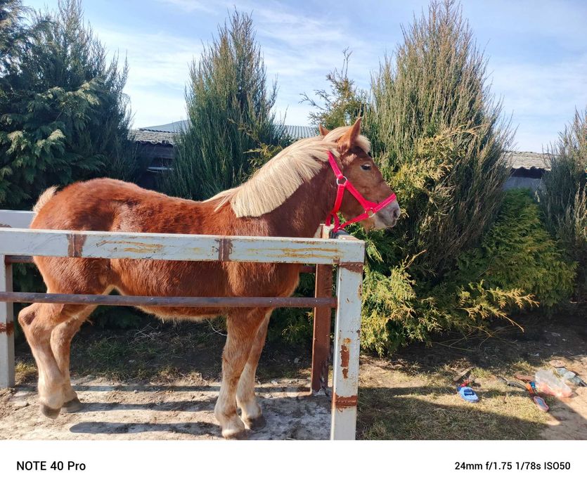 Klaczka sztumska roczna