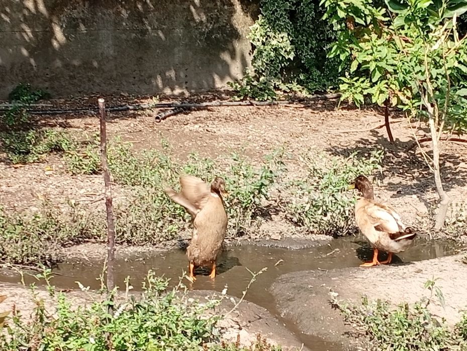 Gansos patos reais galinhas da Ângola