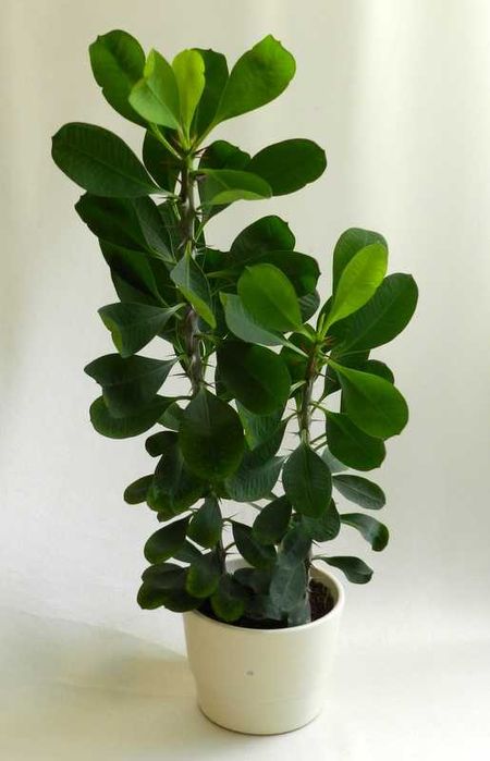 WILCZOMLECZ  48 cm w doniczce ceramicznej ładny