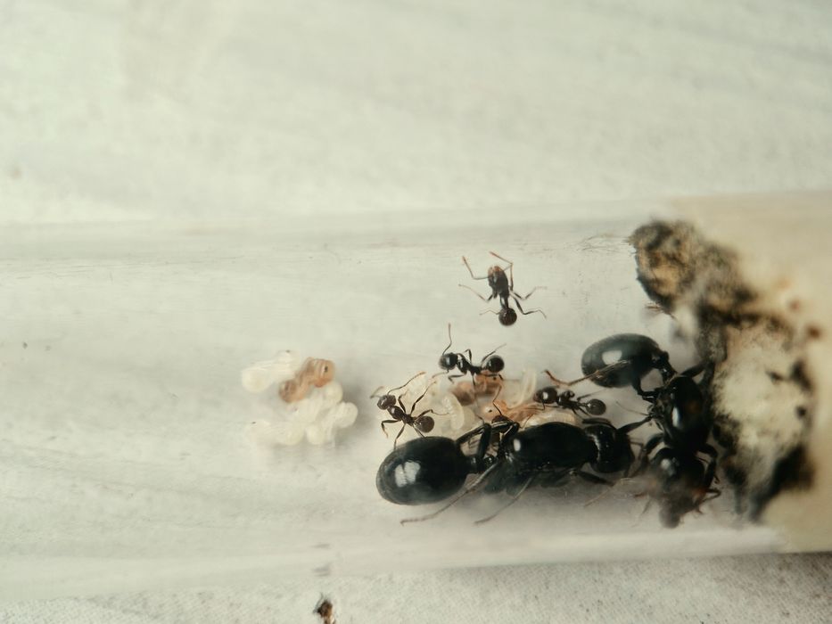 Messor barbarus.