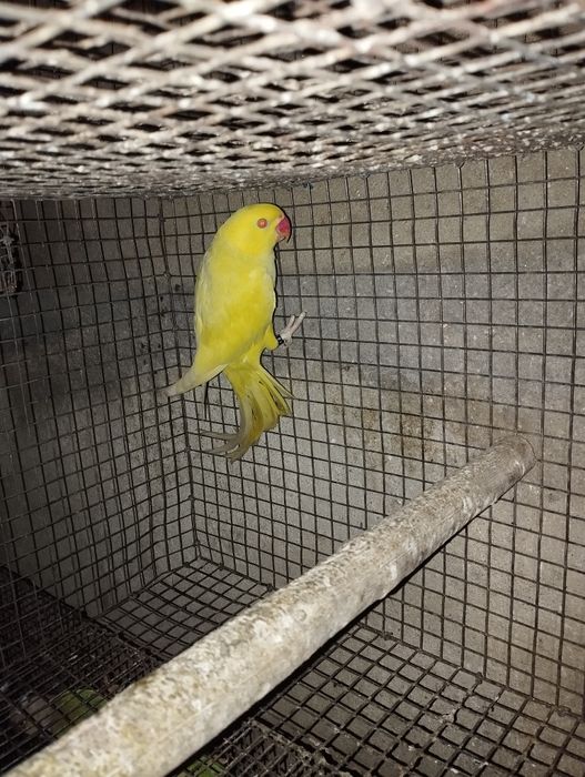 cabeça de ameixa e ring nek