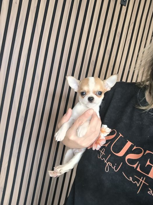 Chihuahua. Menino Mini branco e castanho.Cabeça de Maçã.Perfeito!