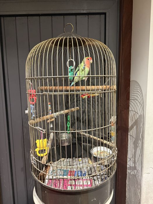 vendo gaiola de passaros