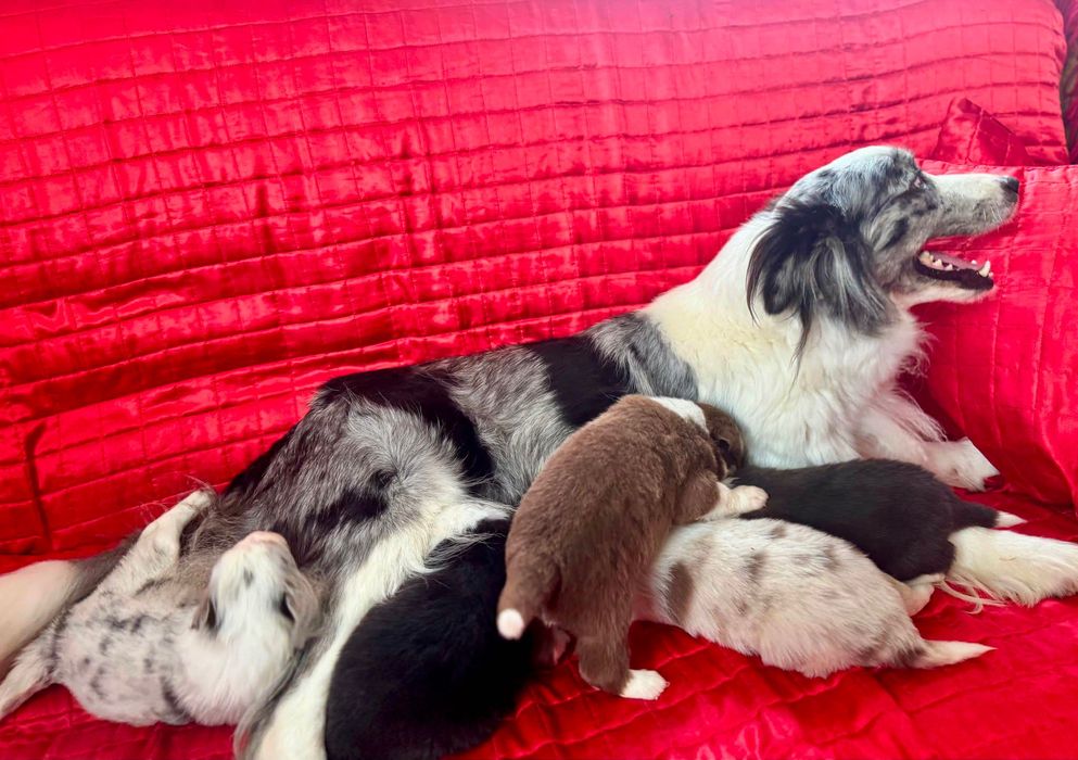 Border Collie szczeniak