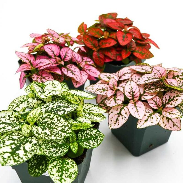 гіпоестеси, ірезіне різні кольори