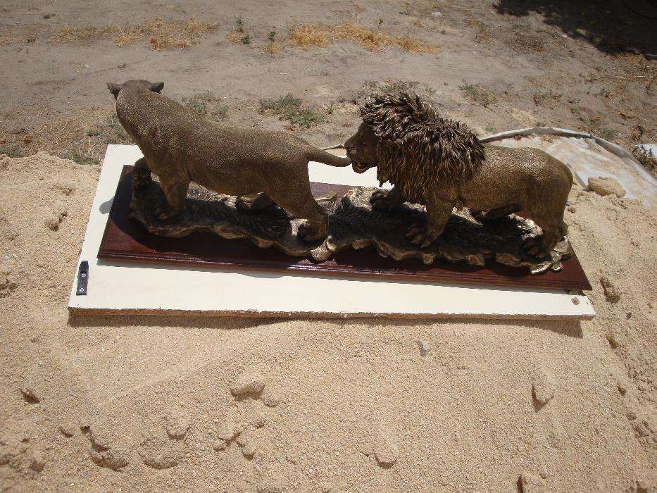 Casal dos leões dourados