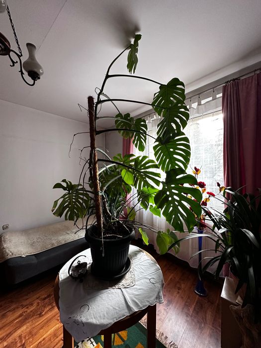 Roślina Monstera duża