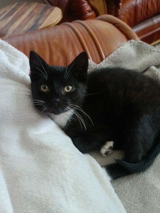 ATOM szuka bombowego domu!