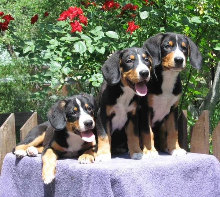 Ентлебухер Энтлебухер зенненхунд