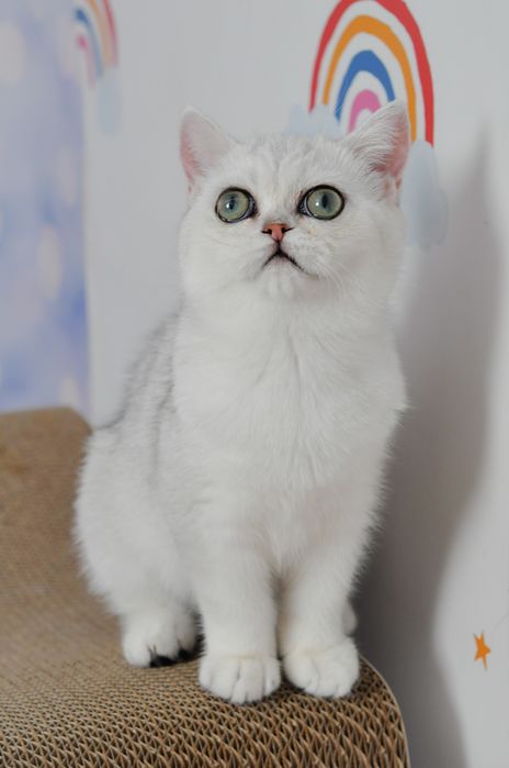 Британська красуня