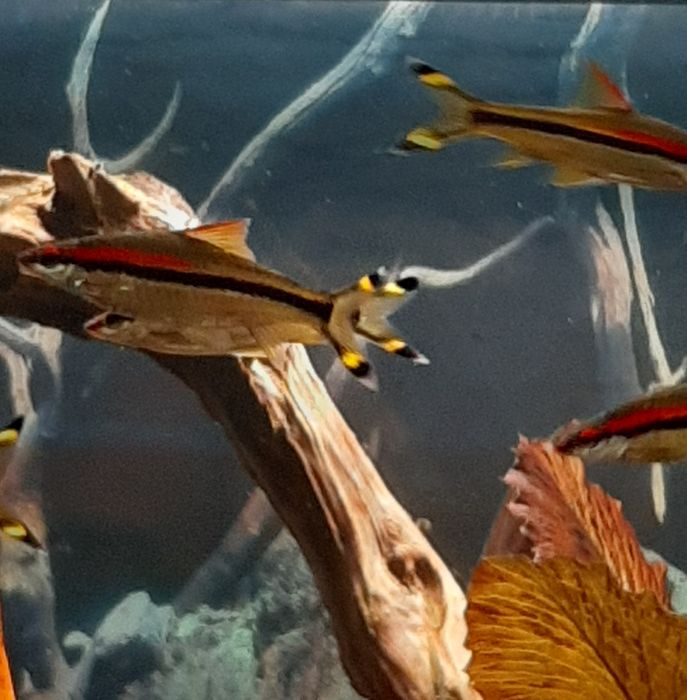 Барбуси денісоні