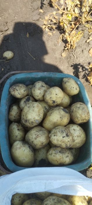 Продам картоплю рівєра