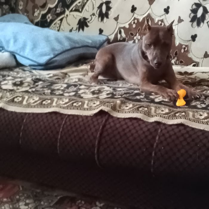 Цвергпинчер (миниатюрный пинчер) вязка