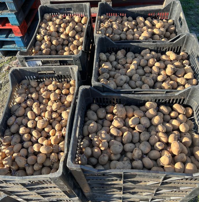 Batata da Semente Agria