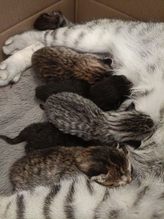 Котята   кошенята  Скотиш  Фолд