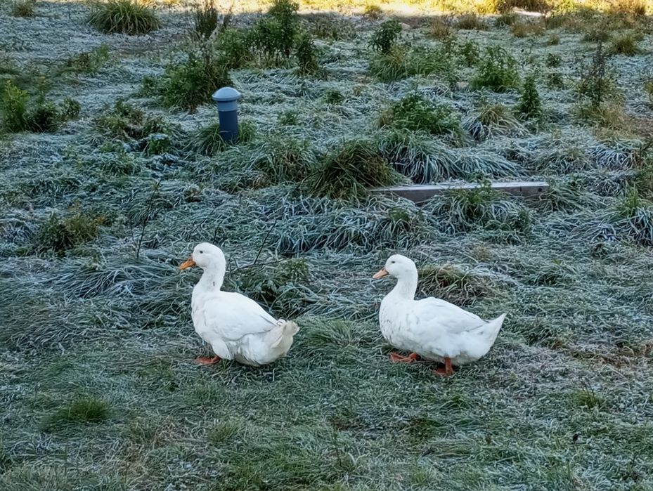 Sprzedam Kaczora rasy maxsimus