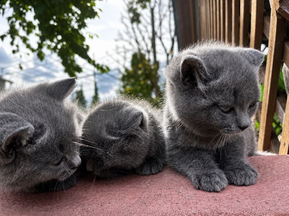 Продаємо котики-британці