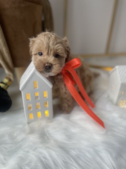 VIP Мальтипу F1 — Маленькі моделі для обіймів