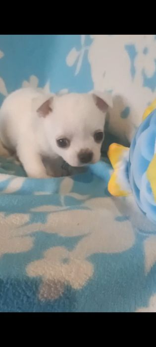 Продам чудового хлопчіка чихуахуа білого кольору