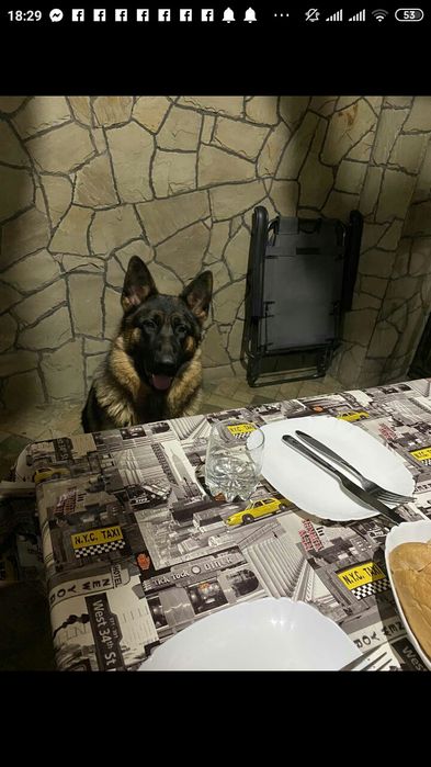 Продаєм щенят німецької вівчарки