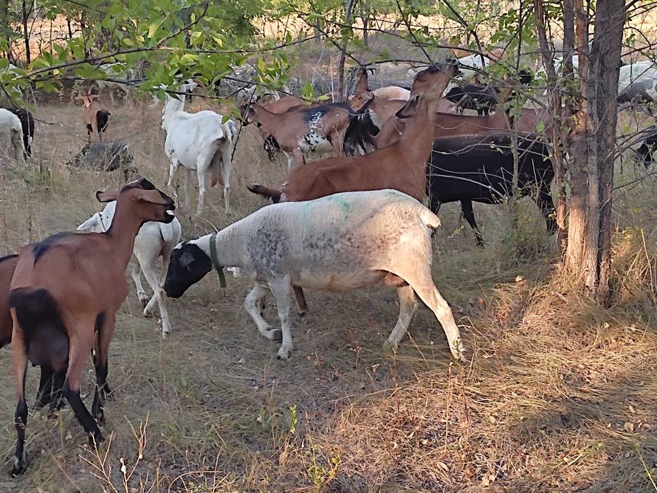 Продам ярки та матки крос дорпера (вівці, овцы)
