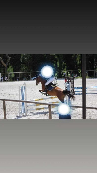 Égua cruzada de lusitana