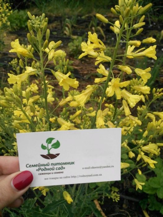 Капуста кейл насіння (2 сорти зелена та фіолетова) кудрява кале семена