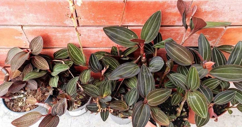 Orquídea invulgar - planta em vaso
