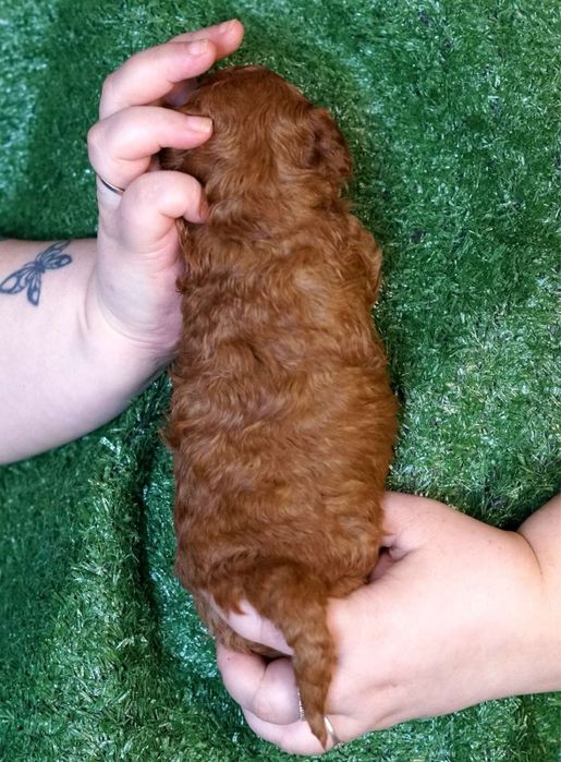 Справжні той пуделя доросла та цуценя .ціни різні