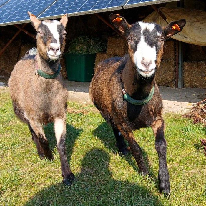 kozy młode sprzedam