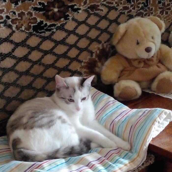 Кошечка ищет семью