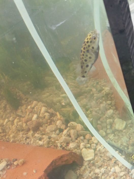 Peixe balão(tetraodon nigroviridis)