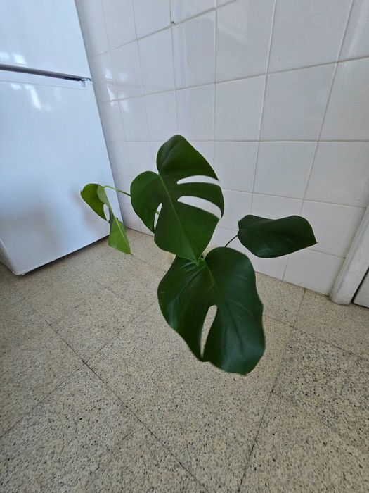 Planta natural Monstera