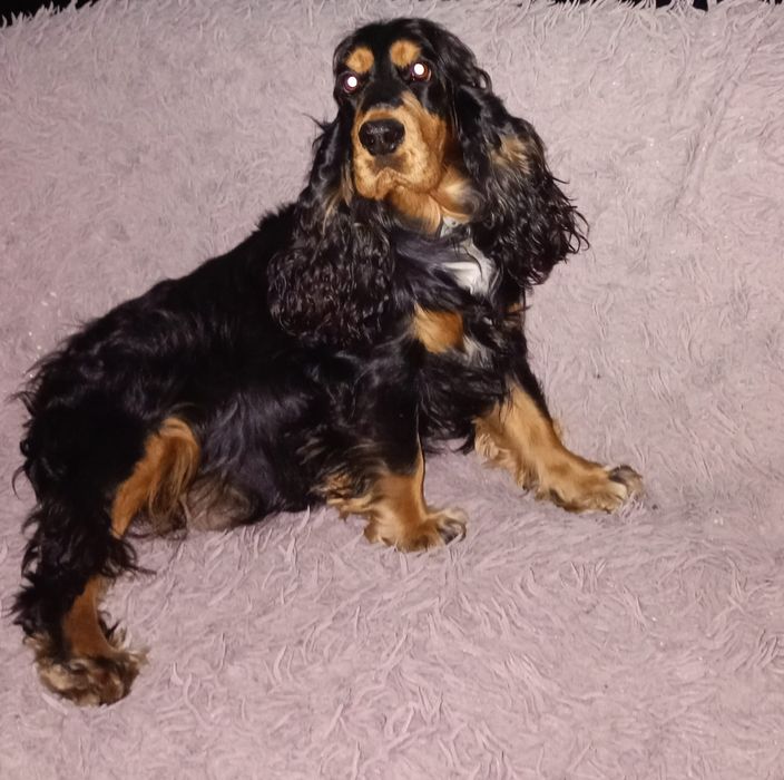 Cocker spaniel angielski piesek