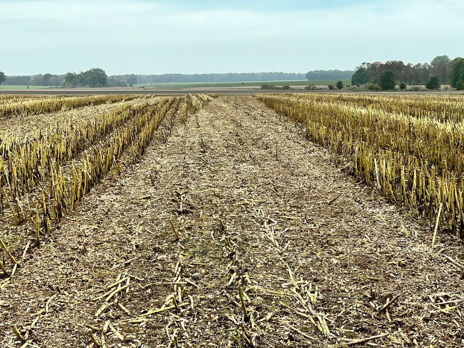 Mulczer , mulczowanie ścierniska po kukurydzy , słoneczniku