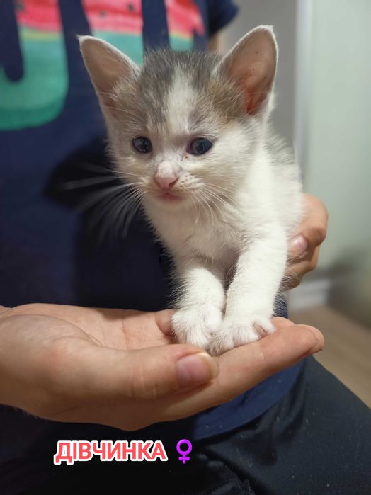 Кошенята, Кошеня