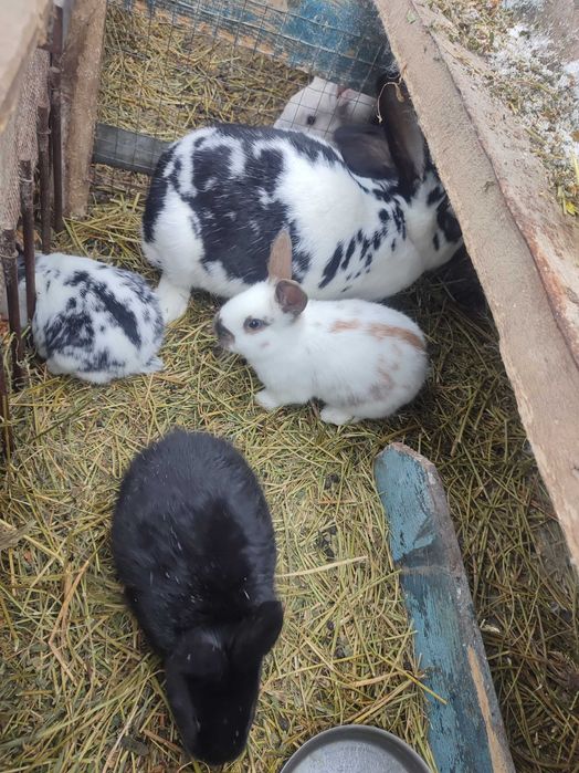 Кролики, шиншила зі строкачем