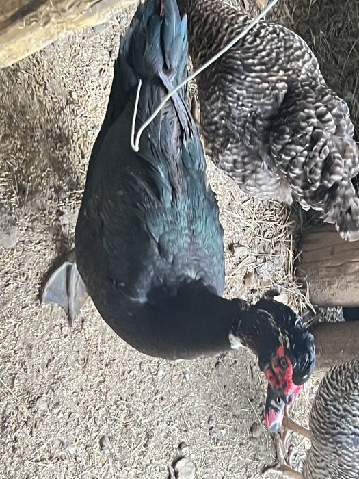 Patos mudos, Patinhos, Galinhas e Ovos caseiros