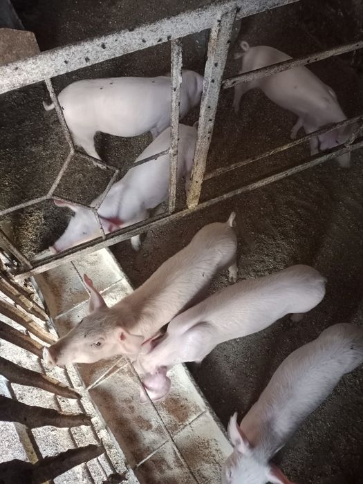 продам поросят ландрас