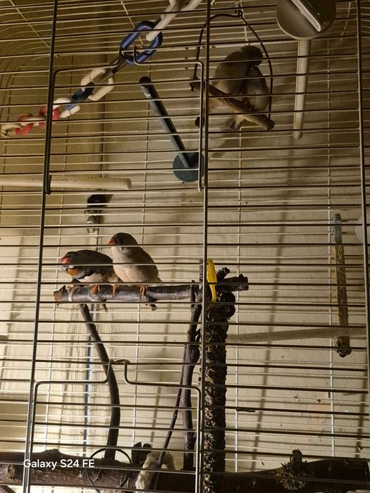 Ptaszki na sprzedaż