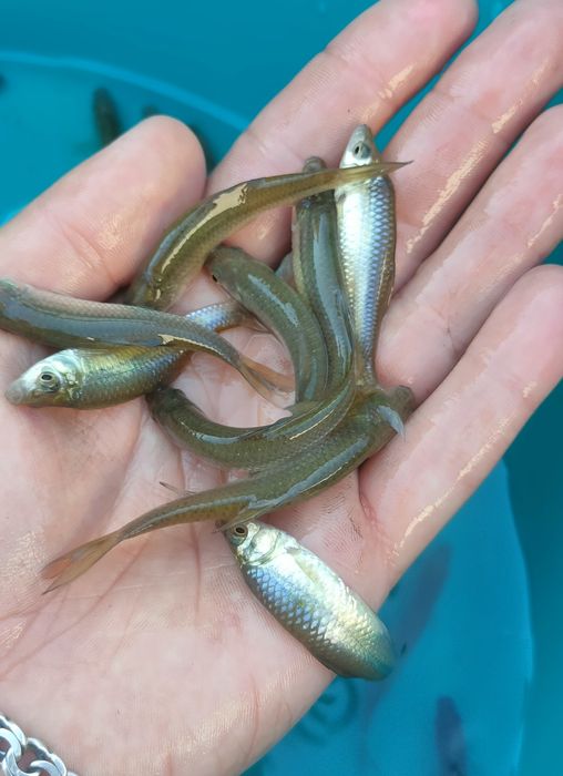 Живець карась в наявності живець