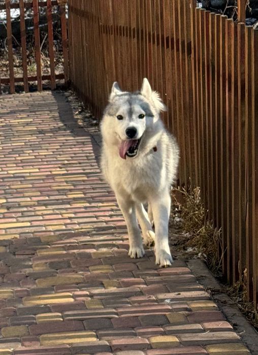 Жизнерадостный парень хаски