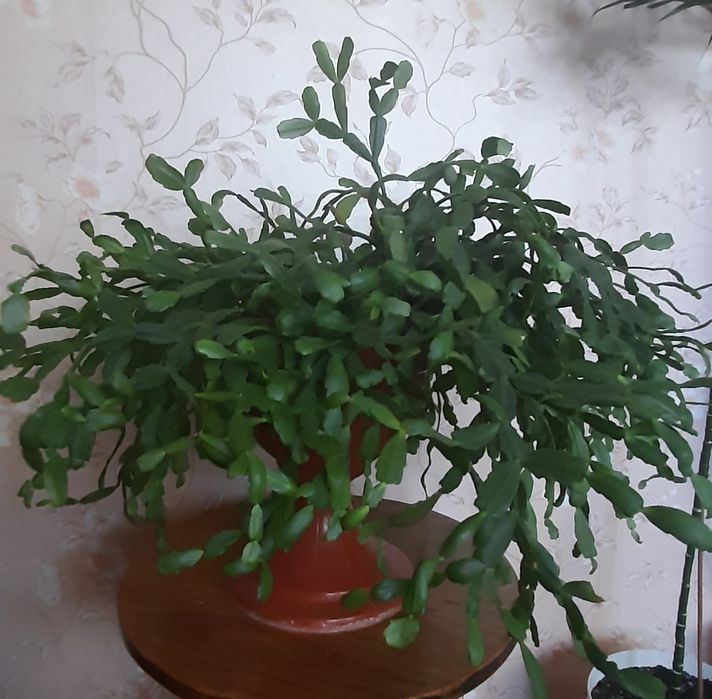 Продам кімнатні квіти.